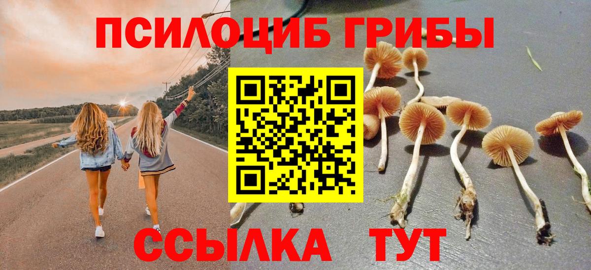 Псилоцибиновые грибы Psilocybe Кизилюрт